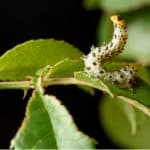 In this article, we look at a common problem with roses which is why are the leaves curling on my rose bush. It's a problem commonly sawed by Sawfly.