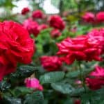 We look at how to revive a wilting rose by identifying the causes and how to treat them to help your rose recover. Learn how to treat a rose with wilting leaves