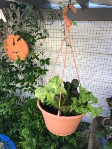 Hanging Basket With Vegetables 225x300 