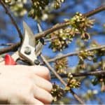 Young Cherry trees don't need pruning but after a few years is recommended you prune around July to keep the tree open and not too tall. Learn how to prune cherry trees