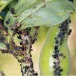 Blackfly can be a problem when growing broad beans so in this guide we explain how to control Blackfly on broad beans. We look at preventative measures and more