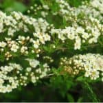 Reasons why your spirea might not flower