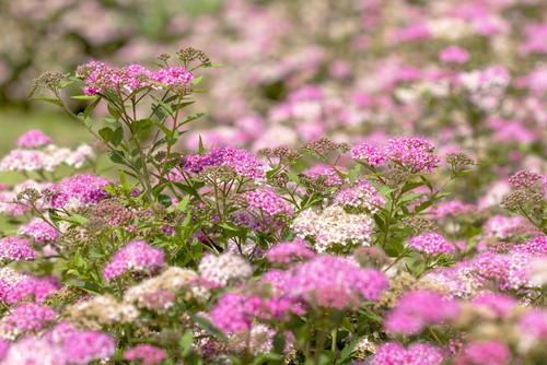 How to propagate spirea bushes by taking cuttings | Pyracantha.co.uk