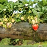 Growing strawberries is very rewarding so in this guide, we explain what to do with strawberry plants after fruiting. Remove dead leaves, remove runners and more