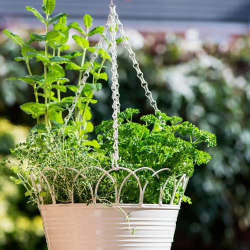 herbs planted in hanging baskets