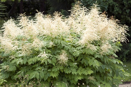 Aruncus dioicus