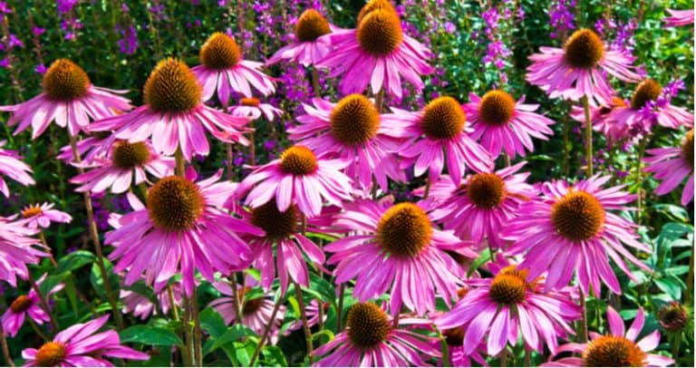 perennials for clay soil with poor drainage