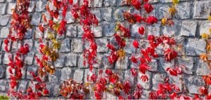 North facing walls can be difficult to find climbers to plant against so in this guide we share 12 climbers for north facing walls that will thrive and spread.