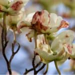 Cornus is generally problem-free but there are a few Cornus pests and diseases to look for including Dogwood anthracnose to scale insects. Learn more now