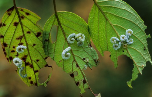 Dogwood sawfly larvae