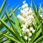 Yucca plants are an evergreen shrub that can be grown outdoors while more tender varieties are great house plants. Learn about growing Yucca plants now.