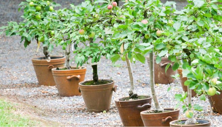 Growing Fruit Trees In Containers Uk 4285