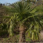 Palm trees are generally grown in warmer climates but there are some hardy palm trees you can grow in the Uk. Learn about Growing hardy palms trees.