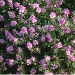 Hebes can be grown in nearly all situations from in the ground to in pots and containers and best of all there easy to grow. Learn more about growing hebes.