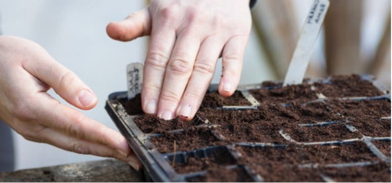 How to grow perennials from seed - step by step | Pyracantha.co.uk