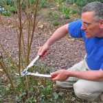 Cornus, also known for Dogwoods are known for there bright winter stems but this requires the correct pruning. Learn how to prune Cornus Dogwoods Now and When
