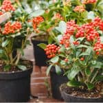 Skimmia offers winter interest and is fairly easy to propagate by taking semi-ripe cutting. Read our guide on how to take cuttings from skimmia step by step.