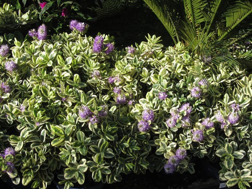 How to take cuttings from hebes