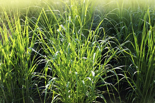 Panicum virgatum (Switchgrass)