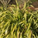 Phormiums are generally pest-free but one pest that is causing issues is the Phormium mealybug which look like a white fluffy wax