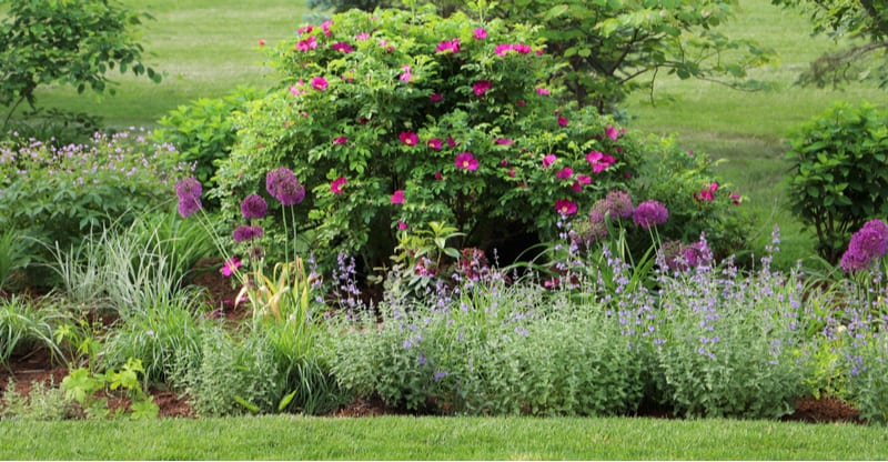 Most sites provide a mix of sun and shade with either morning or afternoon sun but what if you have a position that gets sun all day. See 10 shrubs for full sun.