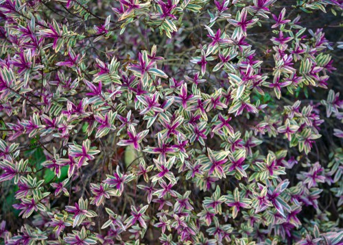 When to propagate hebes
