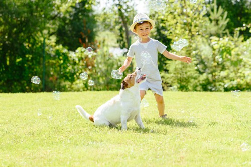 choosing the right grass seed for different situations such as a lawn that is used by children and pets