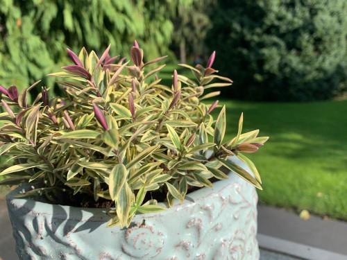 Growing hebes in pots and containers