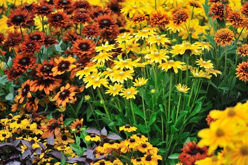 rudbeckia flowers in autumn garden