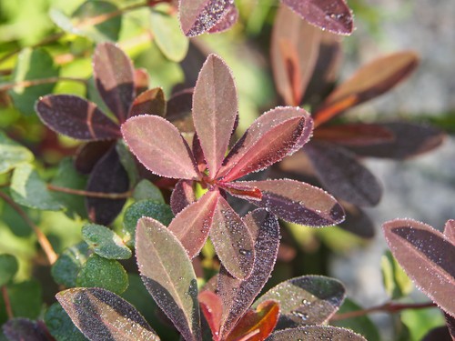 Euphorbia chameleon