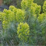 Euphorbia comes in a range of varieties with some being tender indoor plants while others are hardy garden plants. Learn more about growing Euphorbia now.