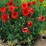 Poppies are best grown in the ground but with a few adjustments, you can start growing poppies in pots and have a lot of success. Read our growers guide now.