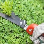 Young Buxus should be trimmed by around a third when young between May and August but established plants are best trimmed around August to avoid Buxus blight