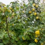 In this guide, we look at how and when to prune quince trees to get the most out of them. They need very little pruning, this can be done when they are dormant.