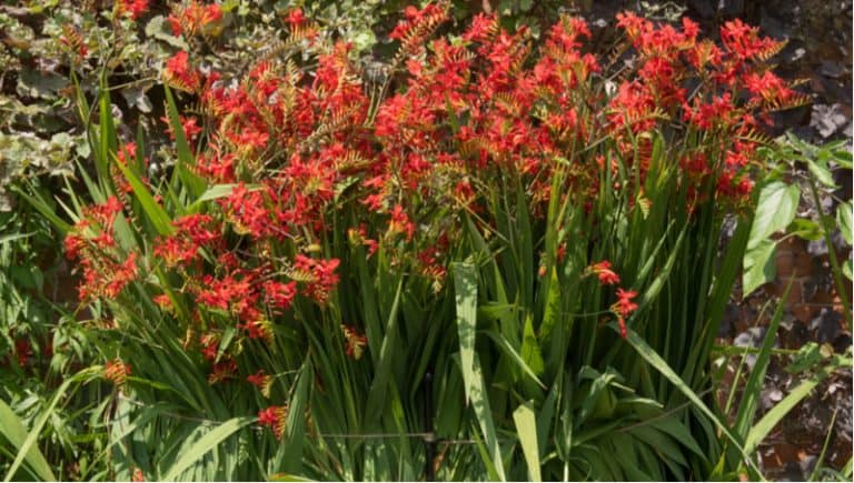 How to grow Crocosmia - Planting, General Care, Dividing, | Pyracantha ...