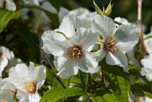 Philadelphus ‘Belle Etoile’ (Mock Orange)