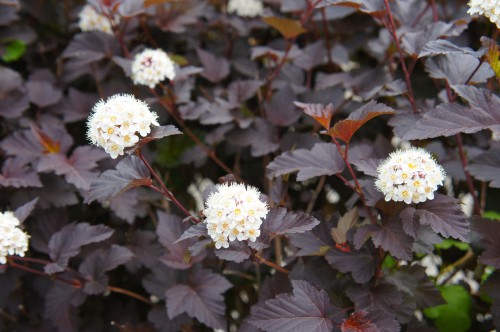 Physocarpus opulifolius ‘Diabolo’