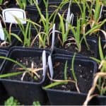 Growing daylilies from seed is an exciting way to grow daylilies and you get a different hybrid each time. Learn how to cross-pollinate, collect and sow seed.