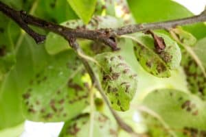 Quince tree blight