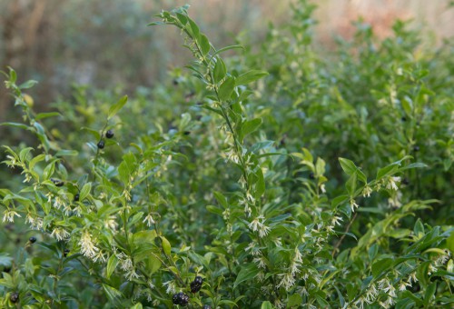 1. Sarcococca confusa (Sweet Box)