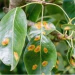 Rust is a fungal disease that attacks nearly all plants such as roses, shrubs, perennials, vegetables and fruit. Learn how to help prevent rust and treat it.