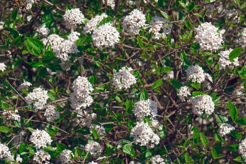 Viburnum x burkwoodii