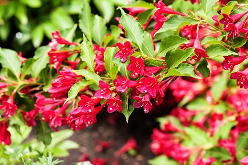 Weigela ‘Bristol Ruby’