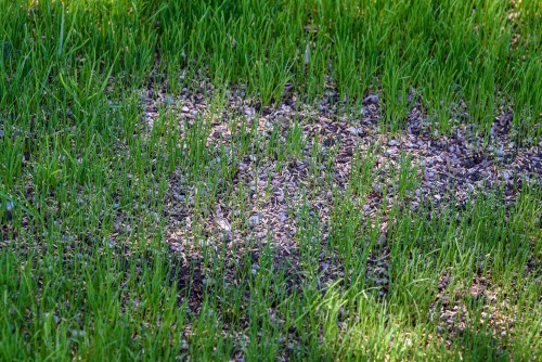 sowing grass seed in bare patch in shady lawn