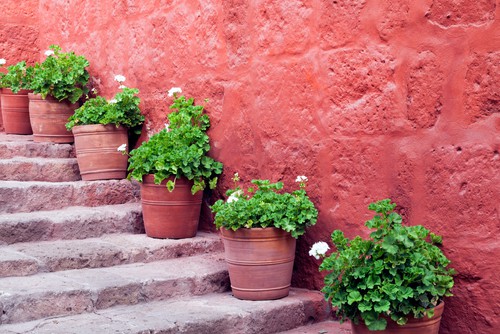 hardy geraniums in pots