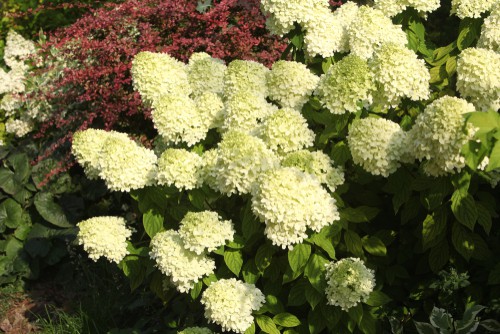 Hydrangea paniculata ‘Limelight’