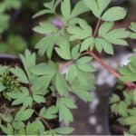 Dicentra known as bleeding hearts will grow successfully in large pots in moisture retentive compost mixed with grit. Learn how to grow dicentra in pots now