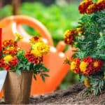 How to grow summer bedding from seed