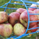 Best fruit pickers for apples being tested and reviews to see how they compare