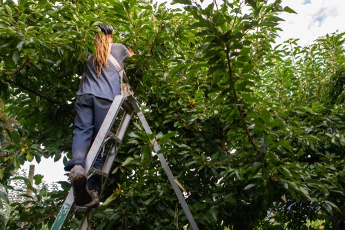 Tripod ladder being used on uneven group to work on trees safely